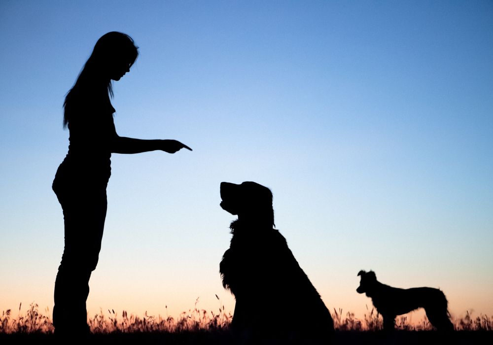 Lady Pointing to Sitting Dogs in Shadow