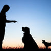 5 Easy Steps to Train Your Dog to Stay and Obey Consistently