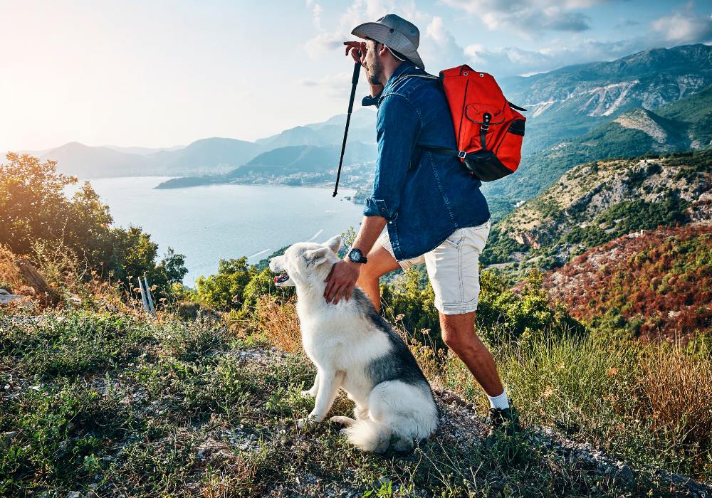How to Use an E-Collar to Train Your Dog for Summer Adventures