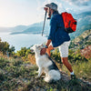 How to Use an E-Collar to Prepare Your Dog for Summer Adventures