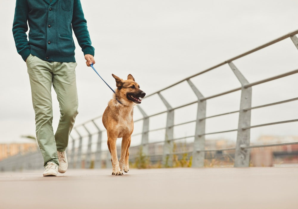 A Guide to Training Your Dog at Home vs. in Public