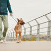 Training Your Dog at Home vs. in Public: A Complete Guide