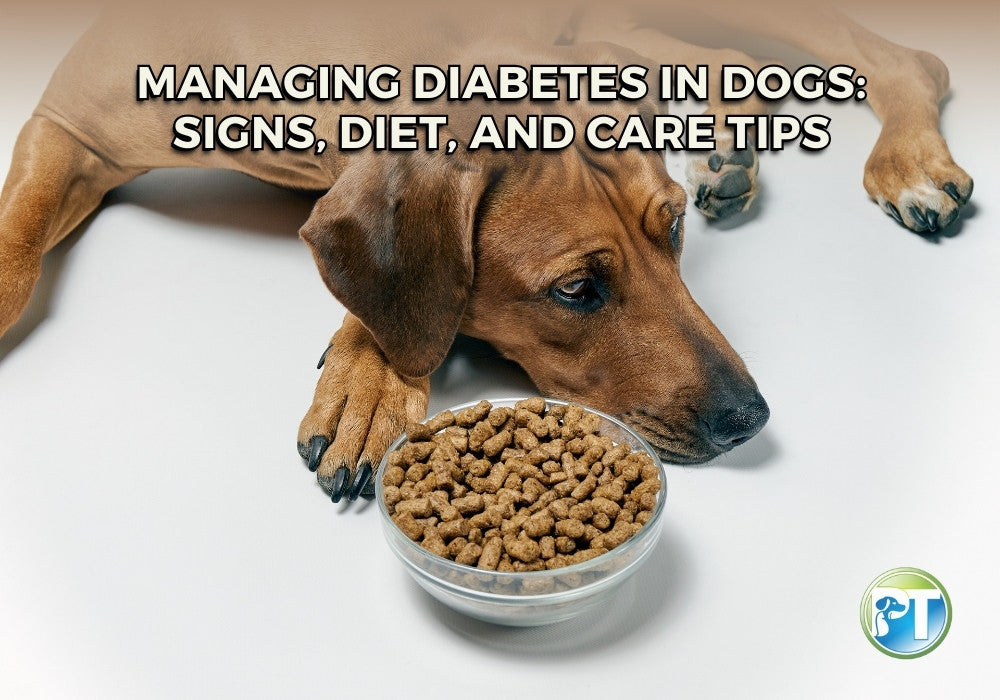Managing Diabetes in Dogs – Signs, Diet, and Care Tips