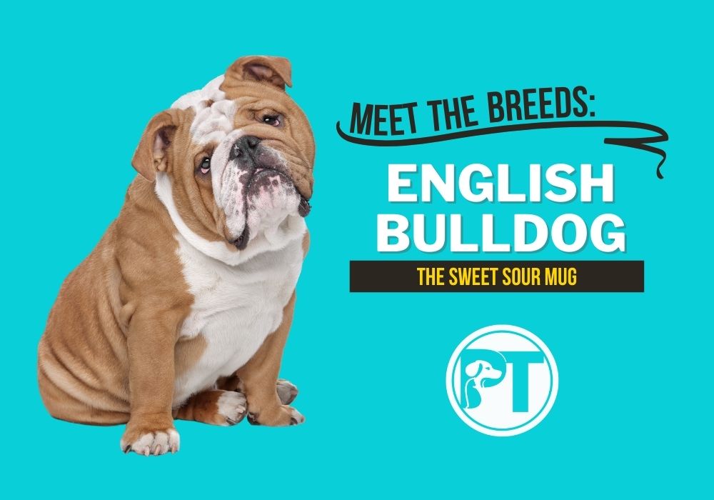 Meet the Breeds: The Bulldog