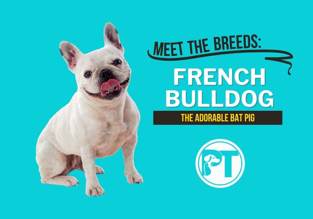 Meet the Breeds French Bulldog Title Image