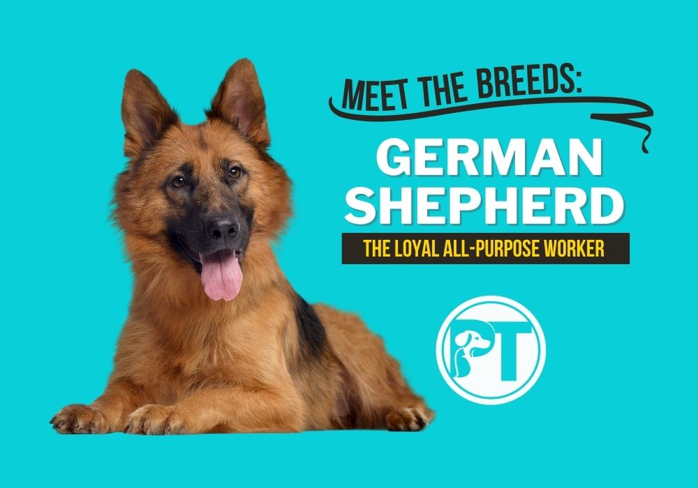 Meet the Breeds Title Card German Shepherd