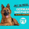 Meet the Breeds: The German Shepherd