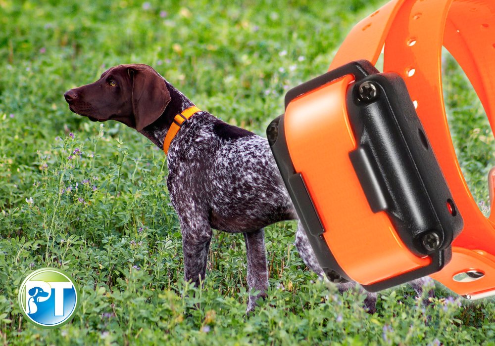 Pointer Dog in the Field with E-Collar Foreground