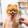 Popular Pet Services: Choosing the Right Service for Your Dog