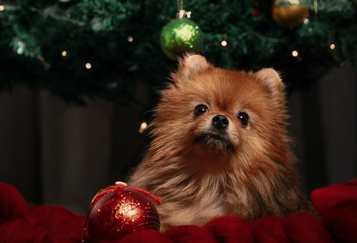 6 Tips to Keep Your Dogs Safe During the Holidays