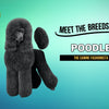 Meet the Breeds: The Poodle