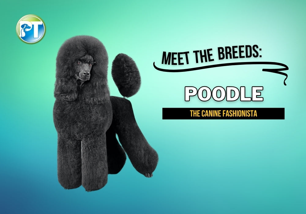 Meet the Breeds: The Poodle