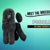 Meet the Poodle Breed – Traits, Care, Training, and Grooming