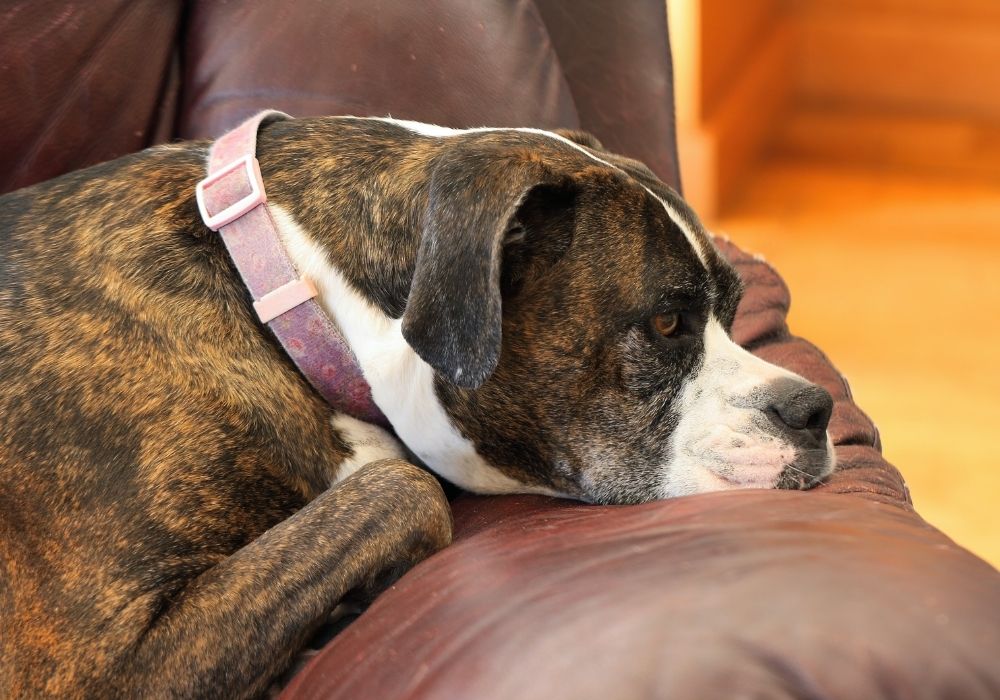 8 Signs Your Dog Has Anxiety