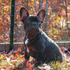 All You Need to Know About E-Fences for Dogs