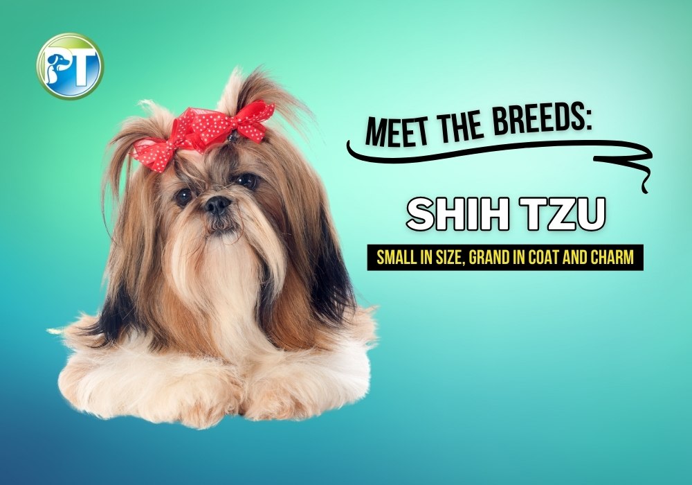 Meet the Breeds: The Shih Tzu