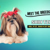 Meet the Breeds: The Shih Tzu