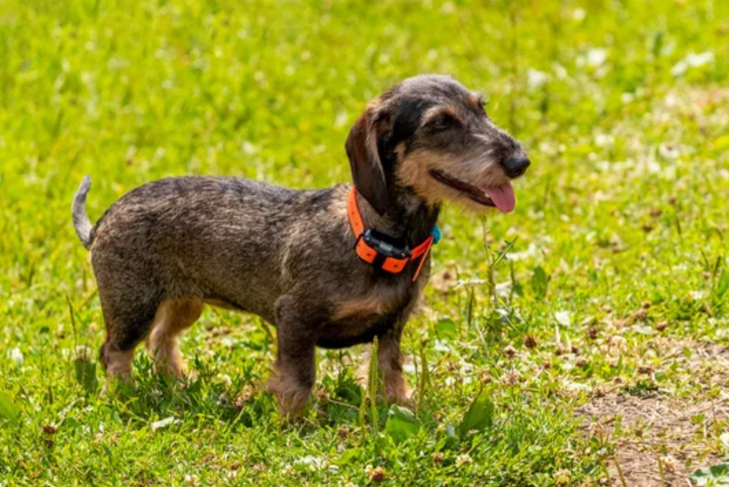 5 Best Shock Collars For Small Dogs