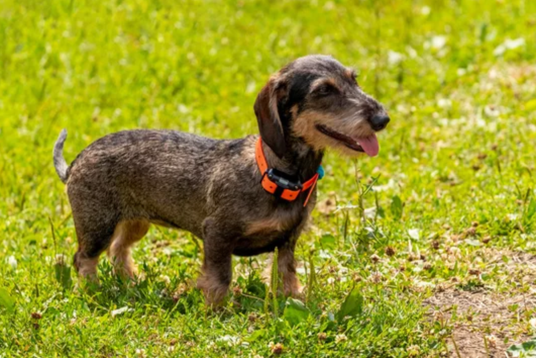 Small Brown Dog with Shock Collar