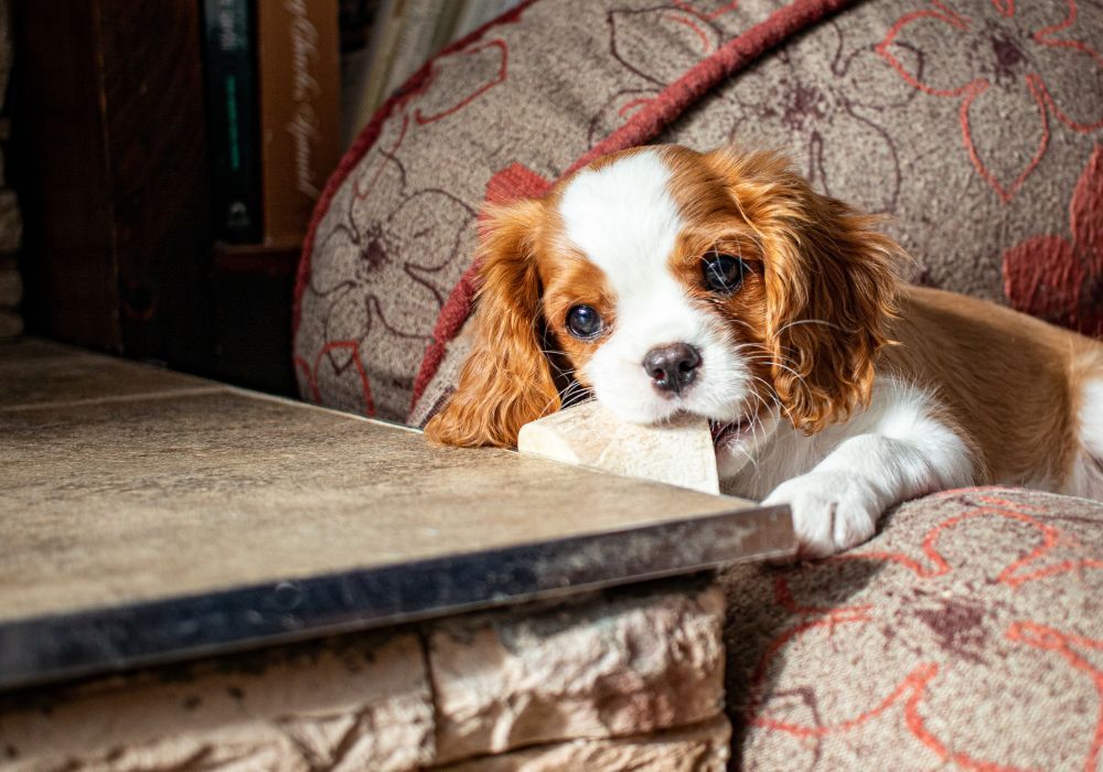 Small Brown and White Dog Chewing on Block of Wood