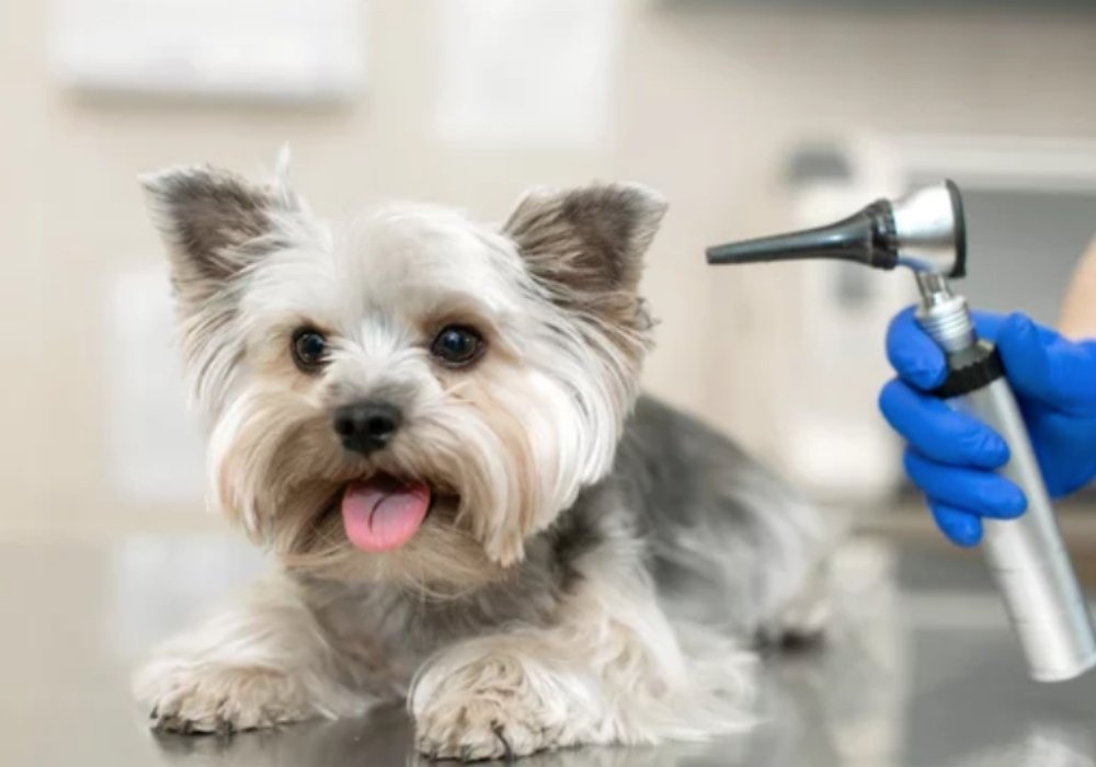 Small Dog Getting Ear Checked