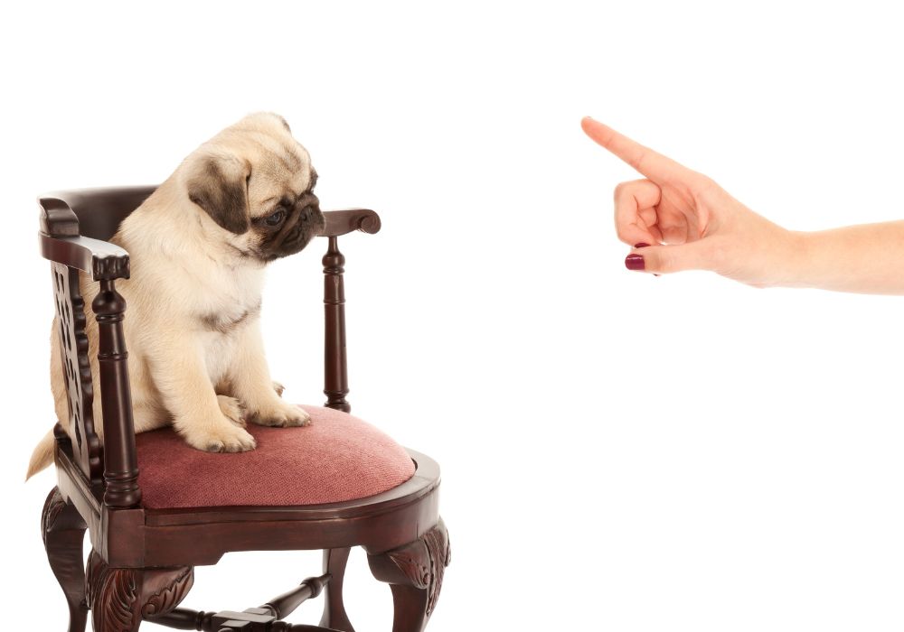 The Quick and Easy Way to Teach Your Dog the “No” Command