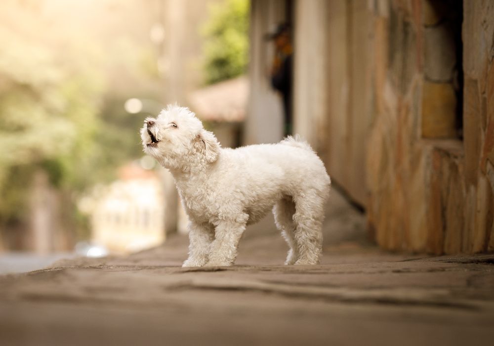 5 Best Bark Collars for Small Dog Breeds