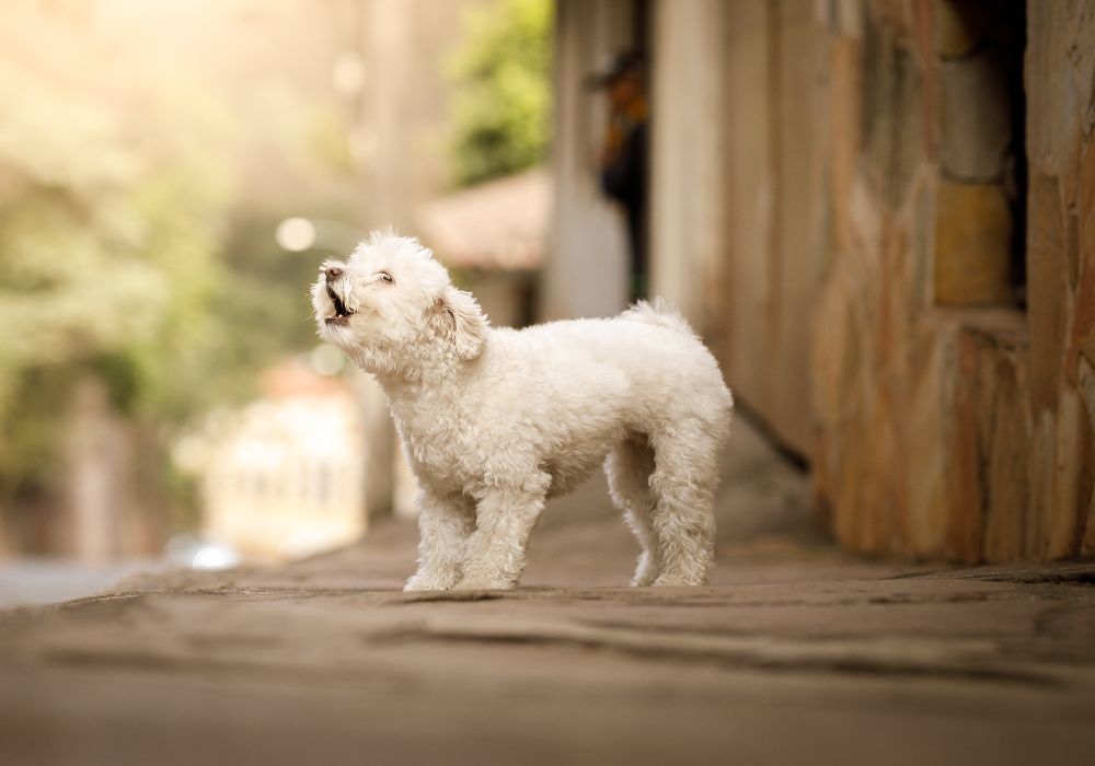 Small White Dog Barking Outside