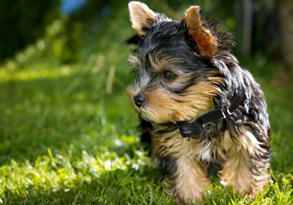 Small Yorkie with Dogtra Collar Sitting on Grass