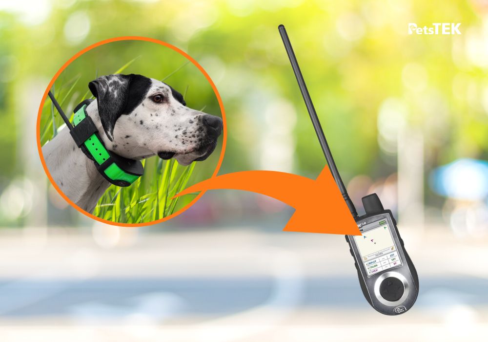 SportDog TEK Series: GPS Tracking Collars Made with Precision and Grit