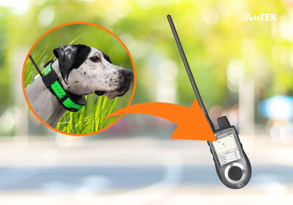 SportDog TEK Series GPS Dog Collars – Tracking & Training Made Easy