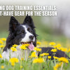 Dog Training Essentials for Spring: Must-Have Gear for the Season