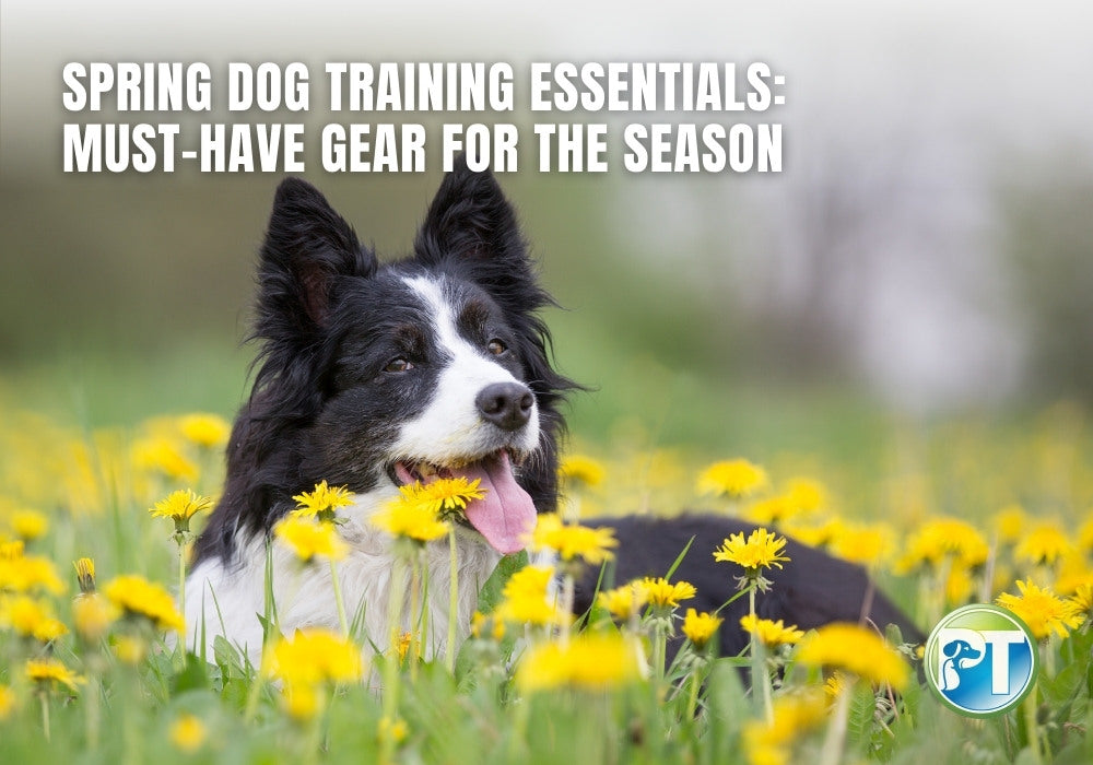 Dog Training Essentials for Spring: Must-Have Gear for Outdoor Success