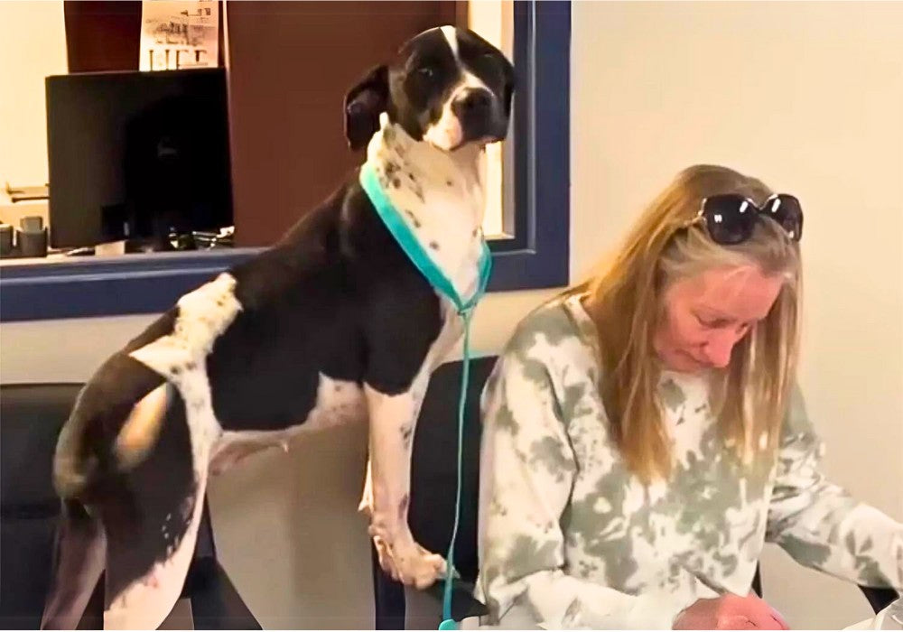 Tail-Wagging Joy: Shelter Dog Knew She Was Getting Adopted in Florida