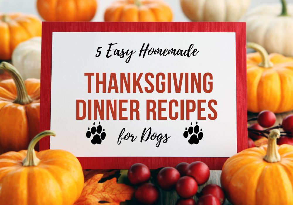 5 Easy Homemade Thanksgiving Dinner Recipes for Dogs