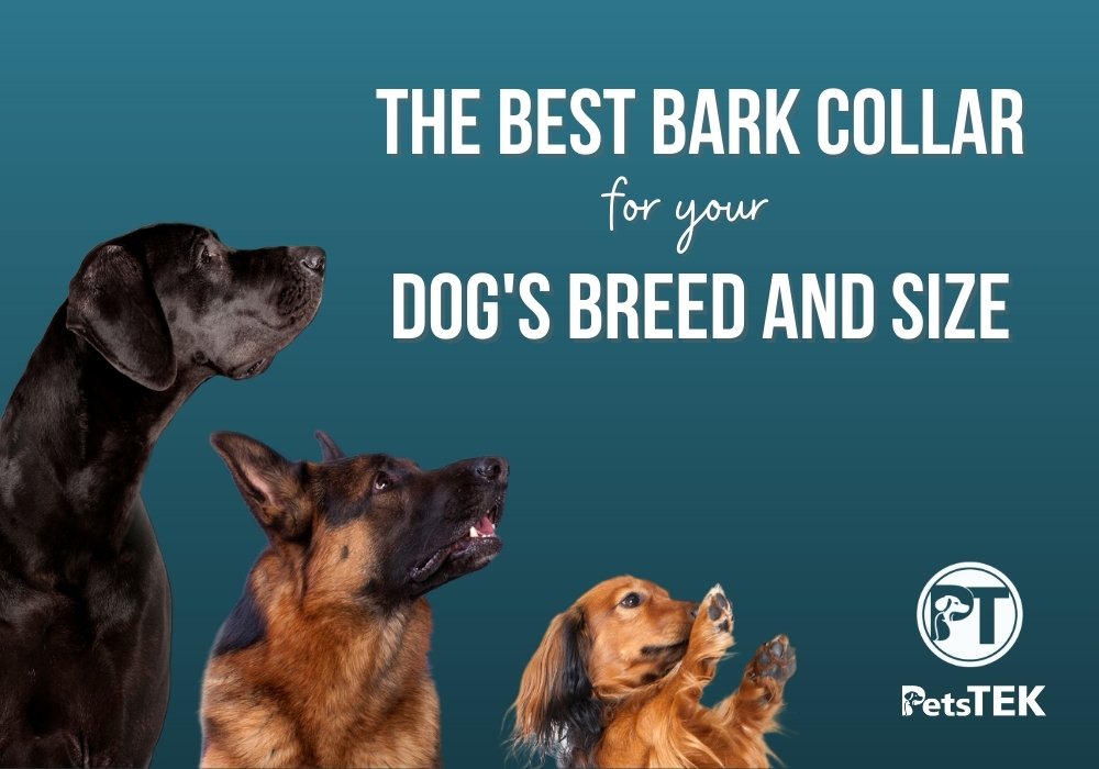 The Best Bark Collar for Your Dog's Breed and Size