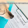 Unlocking Obedience: Best Dogtra E-Collars for Small Dogs