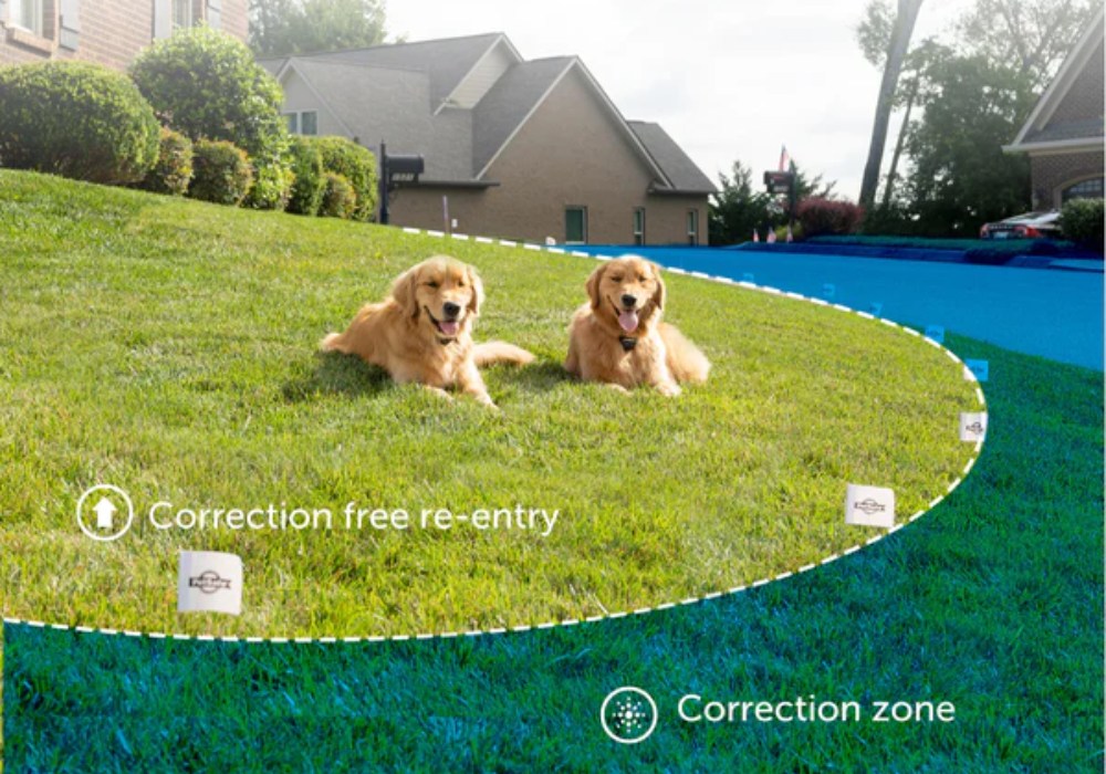 Training Your Dog to Understand E-Fence Boundaries