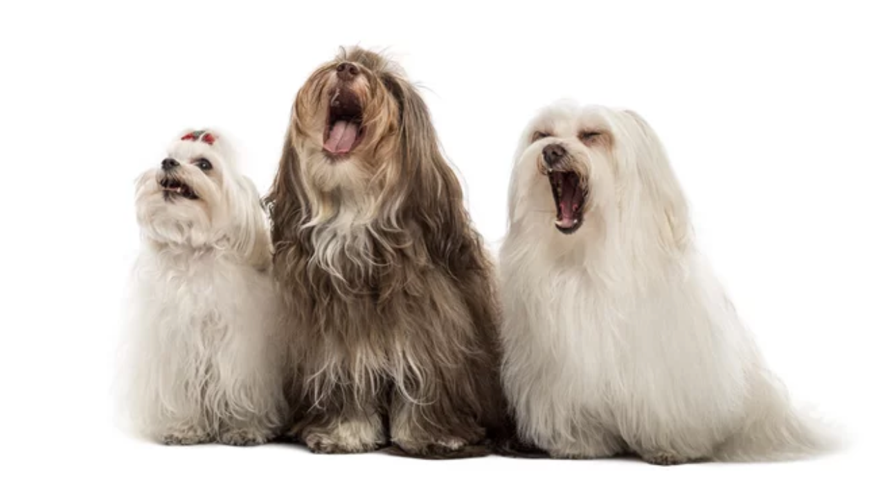Trio of Long-Haired Barking Dogs