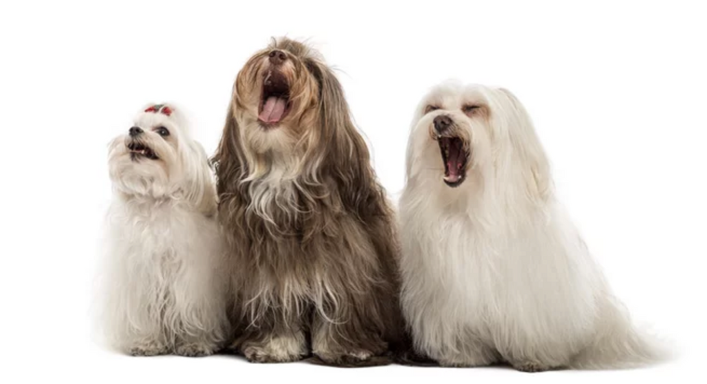 Top 10 Noisiest Dog Breeds