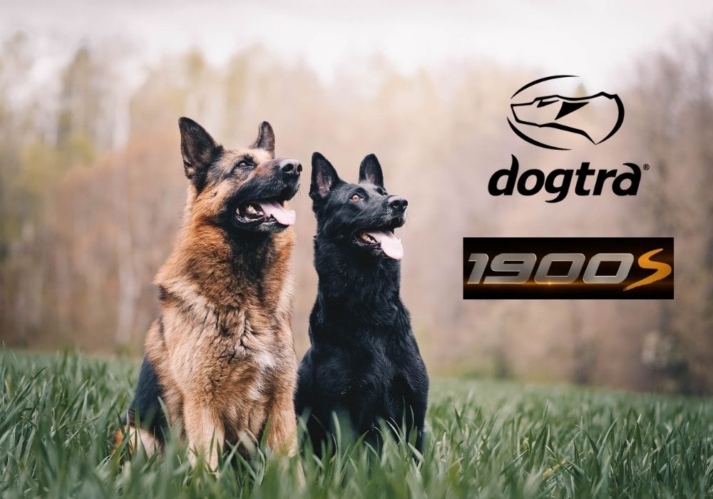 Two German Shepherds in Grass