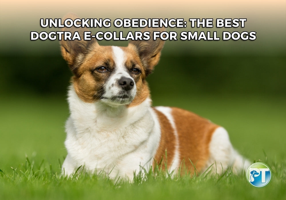 Unlocking Obedience The Best Dogtra ECollars for Small Dogs PetsTEK