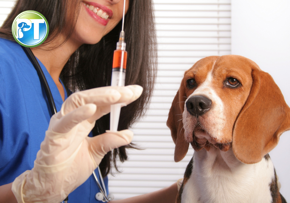 Everything You Need to Know About Pet Medications