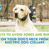 Ways to Avoid Sores and Burns on Your Dog's Neck from Electric Dog Collars