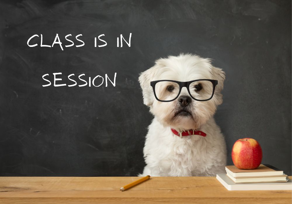 White Dog with Glasses in Front of Blackboard