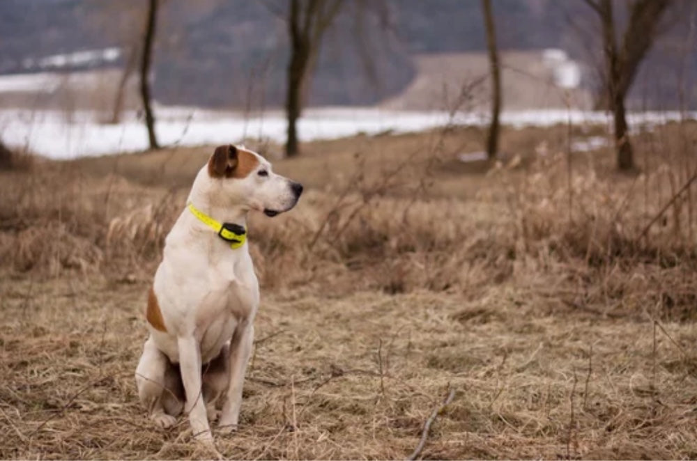 8 Best Shock Collars for Large Dogs