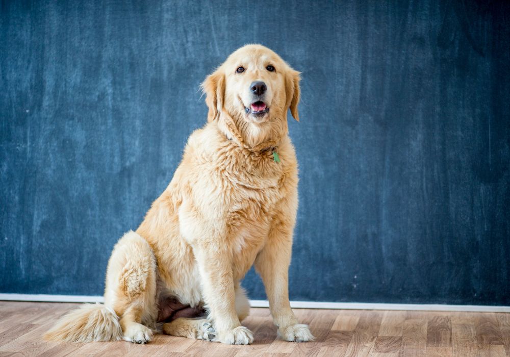 Yellow Labrador Sitting on Floor