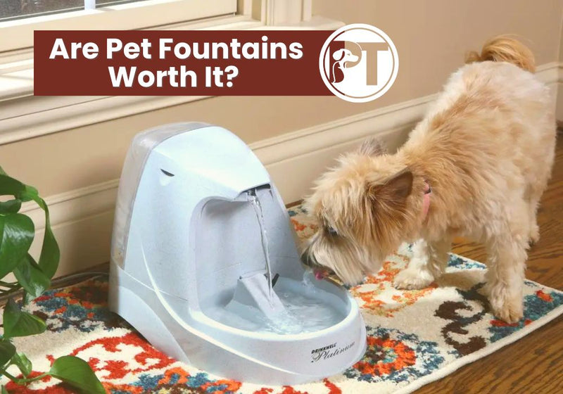 Are Pet Fountains Worth It Benefits for Dogs and Cats Explained - PetsTEK