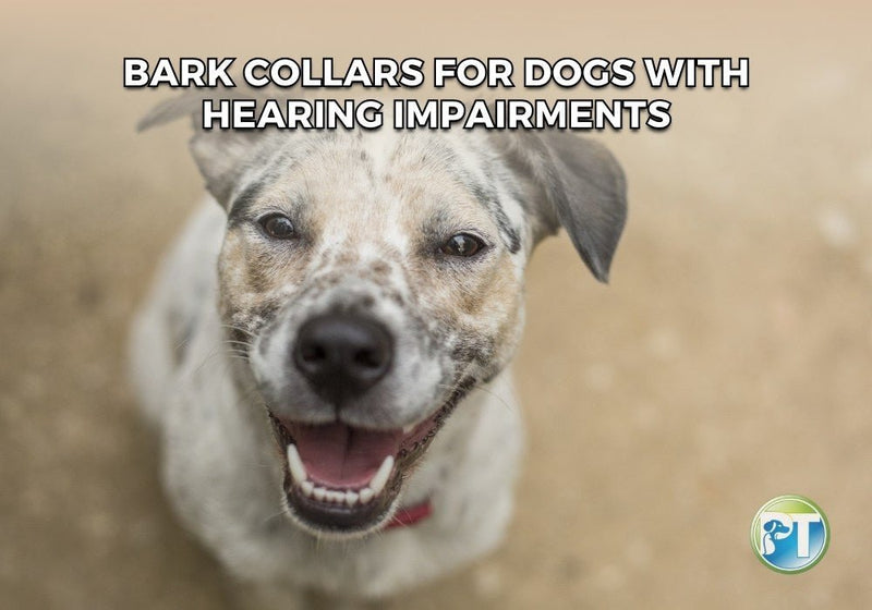 Bark Collars for Dogs with Hearing Impairments: Safe Options & Tips - PetsTEK