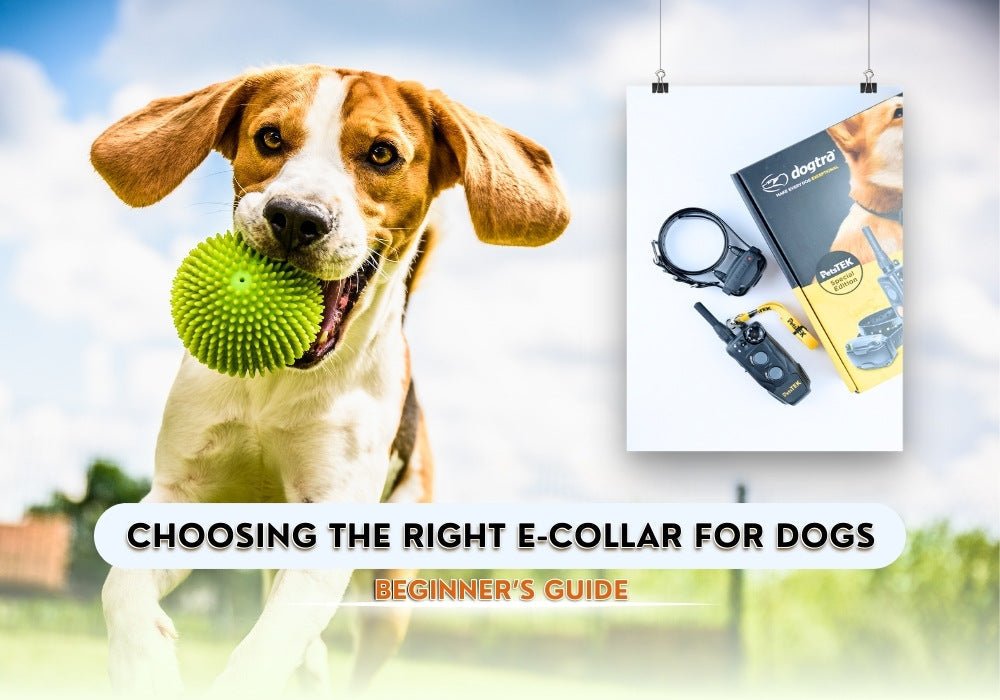 Beginner’s Guide to Choosing the Right E-Collar for Dogs - PetsTEK